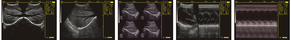 V-20掌上B型超聲診斷儀(動物版)一流的數(shù)字成像技術，圖像更清晰